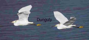 Twin Egrets in Graceful Flight Over Tranquil Waters