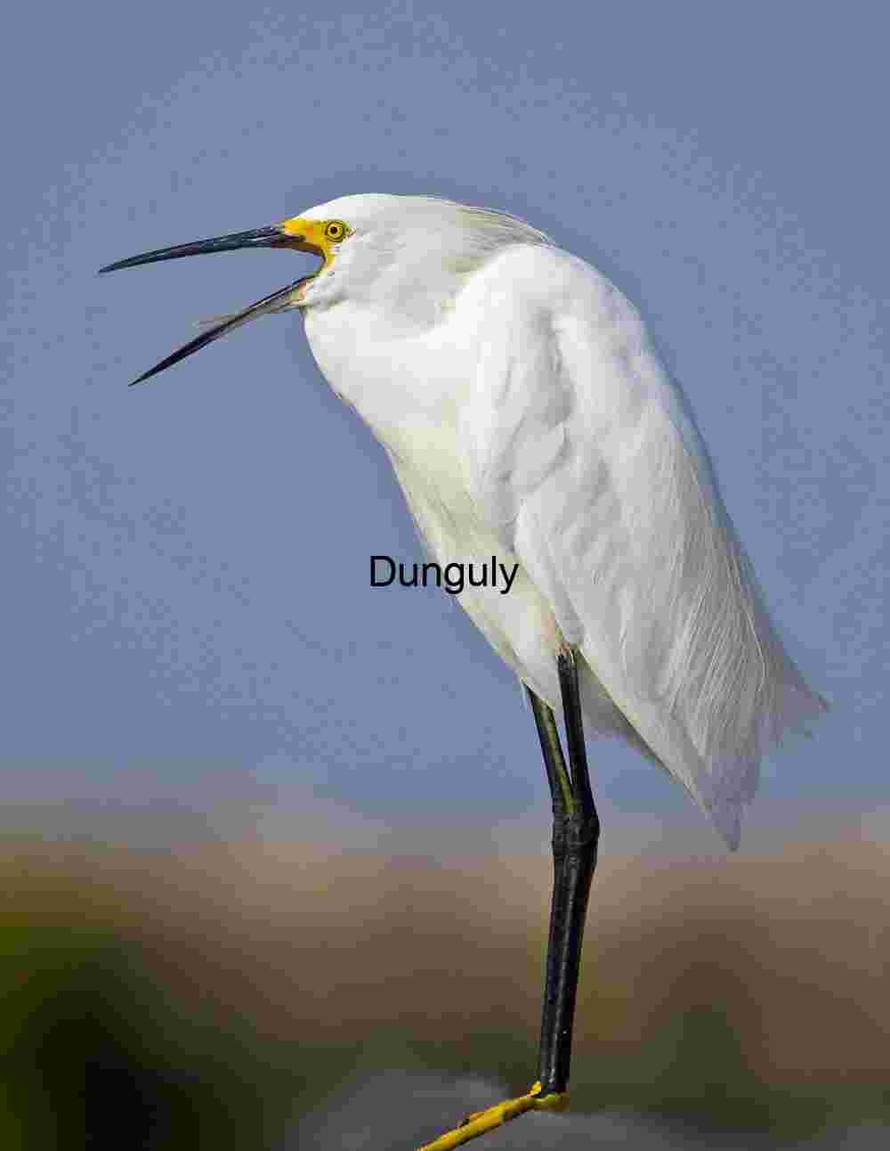Vocal Snowy Egret Perched on Branch in Natural Light