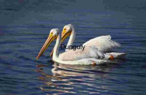 Two White Pelicans Gliding Peacefully Across Reflective Waters