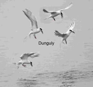Four Terns in Coordinated Flight Over Rippling Waters