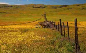 Fenceline Through Carrizo Plain – A Path of Wildflowers