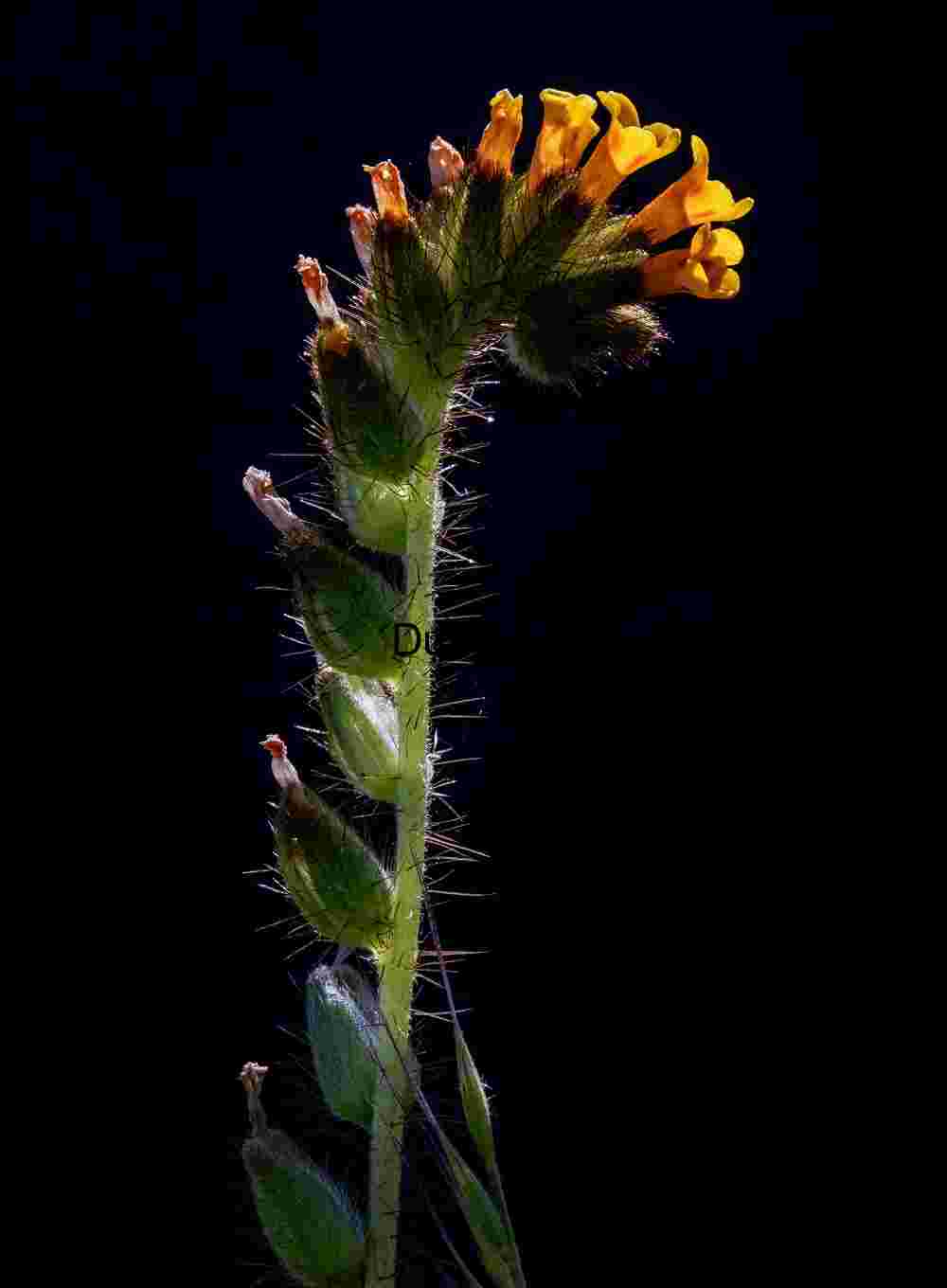 Hairline Bloom: Tubular Flowers on a Bristled Stem