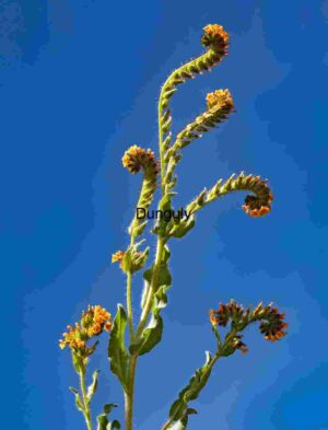 Scorpionweed Spiral Bloom Under Clear Sky