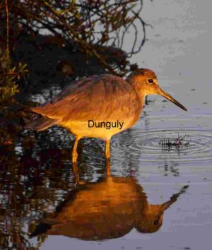 Wading Bird with Golden Reflection in Shallow Wetland