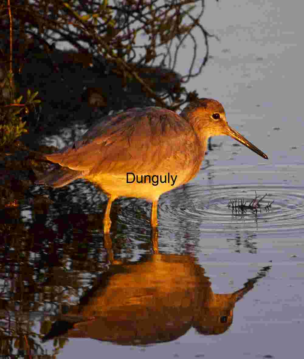 Wading Bird with Golden Reflection in Shallow Wetland
