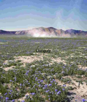Desert Bloom: Purple Wildflowers Across Arid Plains