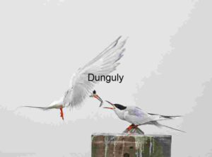 Midair Exchange: A Moment of Avian Connection