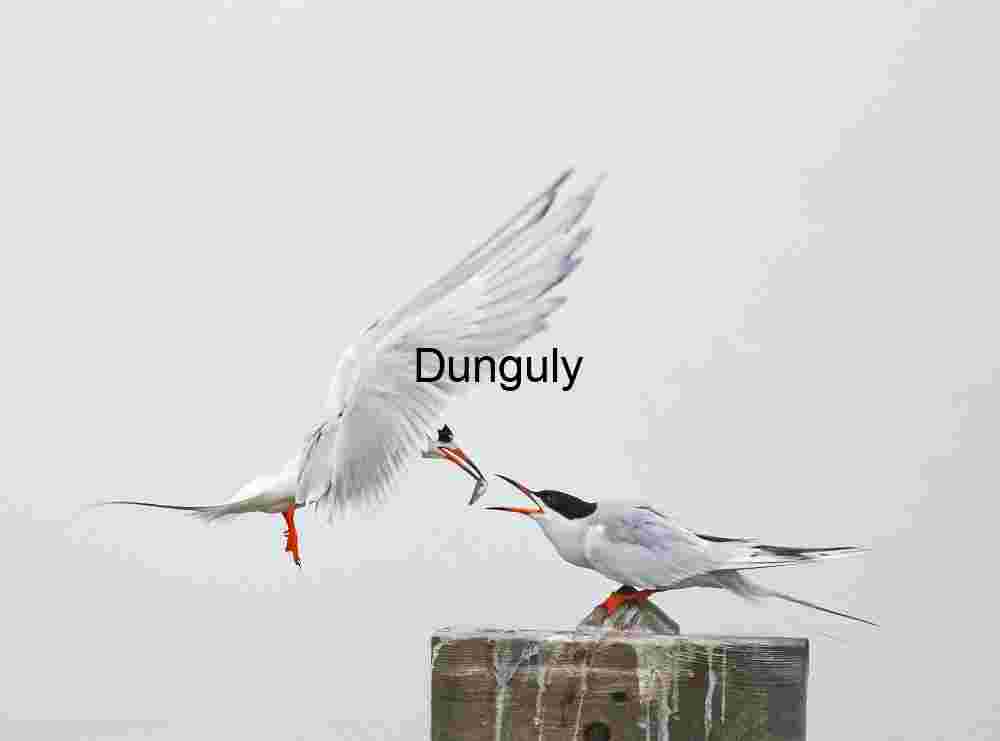 Midair Exchange: A Moment of Avian Connection