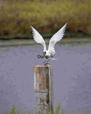 White Bird Landing Gracefully on Wooden Post Over Water