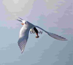 Tern in Flight with Fresh Catch Against Soft Blue Backdrop