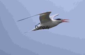 Tern Calling Mid-Flight Against Clear Blue Sky