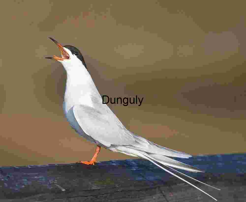 Tern Perched and Calling on Wooden Surface with Blurred Background