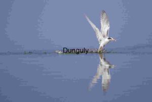 Reflections in Flight: A Tern’s Graceful Glide