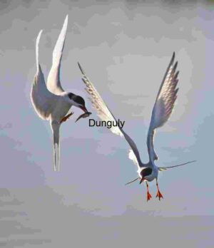 Mid-Air Encounter: Terns Competing Over a Catch