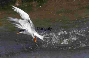 Precision Strike: Tern’s Aerial Catch