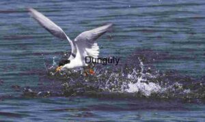 Strike of Precision: Tern’s Moment of Triumph