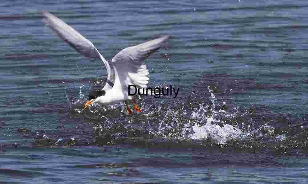 Strike of Precision: Tern’s Moment of Triumph