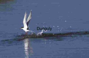 Lift Off: Tern Rising from Tranquil Waters
