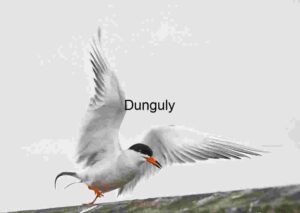 Lift Off: Tern Rising from Tranquil Waters
