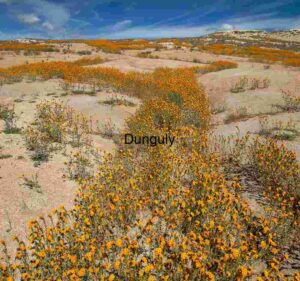 Golden Path – Carrizo Plain Wildflower Bloom