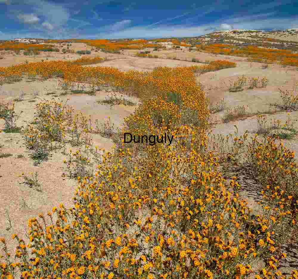 Golden Path – Carrizo Plain Wildflower Bloom
