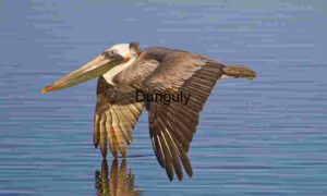 Reflected Majesty: Pelican in Low Flight