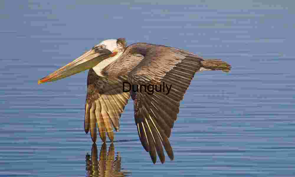 Reflected Majesty: Pelican in Low Flight