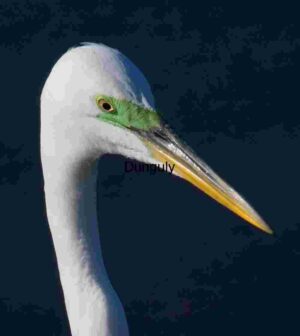 Great Egret Close-Up: Elegance in Detail