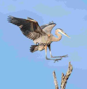Balancing Grace: Heron’s Aerial Ballet