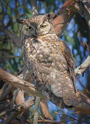 Silent Sentinel: The Watchful Gaze of the Great Horned Owl