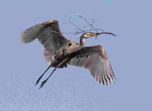 Architect of the Sky: Heron in Flight with Nesting Branch