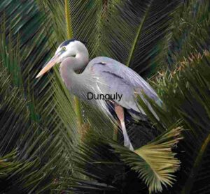 Palm Perch: Heron in Tropical Repose