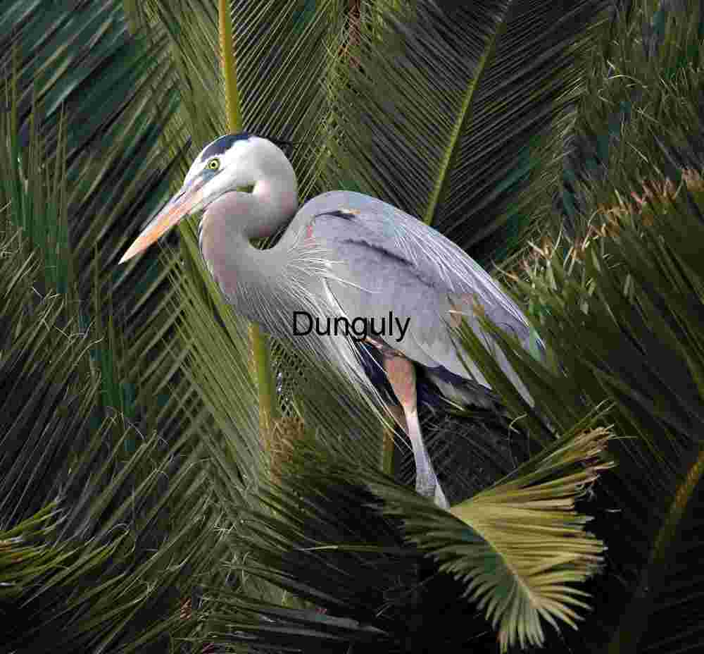 Palm Perch: Heron in Tropical Repose