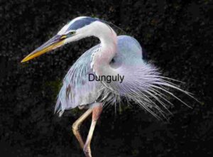 Focused Majesty: The Great Blue Heron in Detail