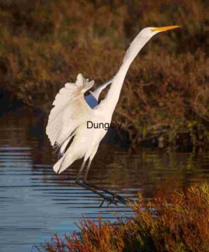Reflections of Grace: Egret in Marshland Stillness
