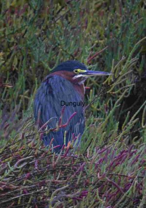 Green Heron in Vegetation: Camouflaged Elegance