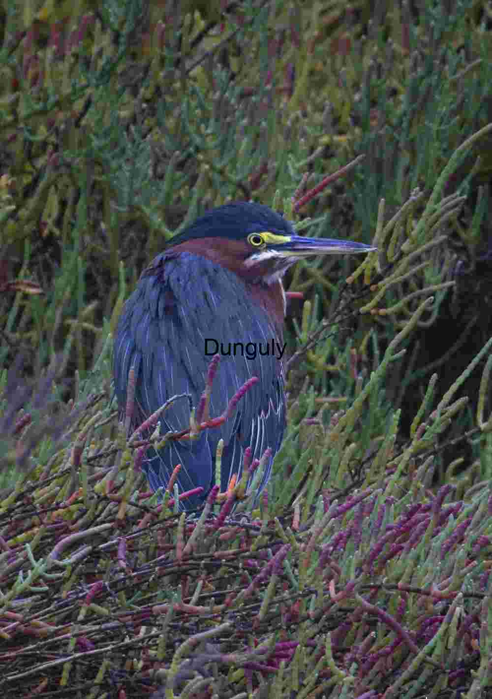 Green Heron in Vegetation: Camouflaged Elegance