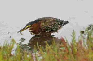 Green Heron with Catch: Precision in the Wetlands