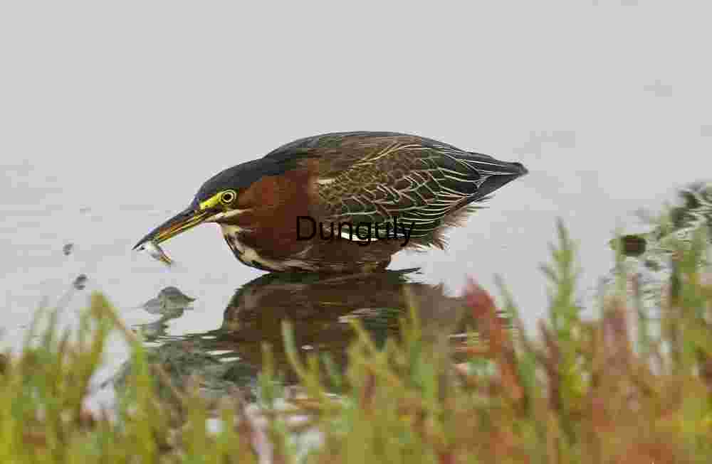 Green Heron with Catch: Precision in the Wetlands