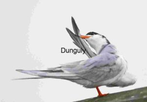 Moments of Care: Tern in Preening Ritual