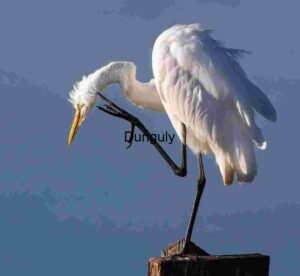 Feathered Pause: Egret in a Moment of Balance