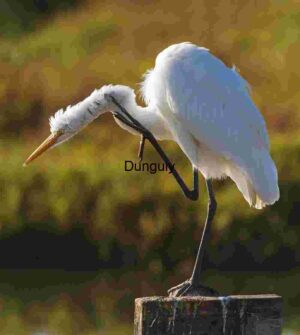 Grace in Motion: Egret’s Quiet Scratch