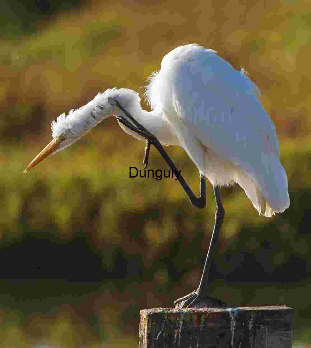 Grace in Motion: Egret’s Quiet Scratch