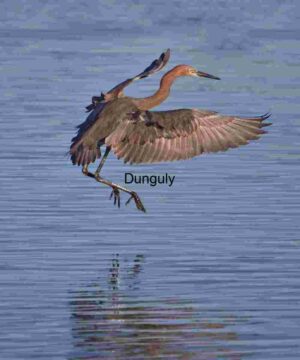 Wings of Flame: Reddish Egret Over Water