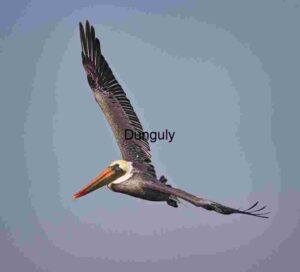 Pelican in Flight: Wingspan Against the Sky