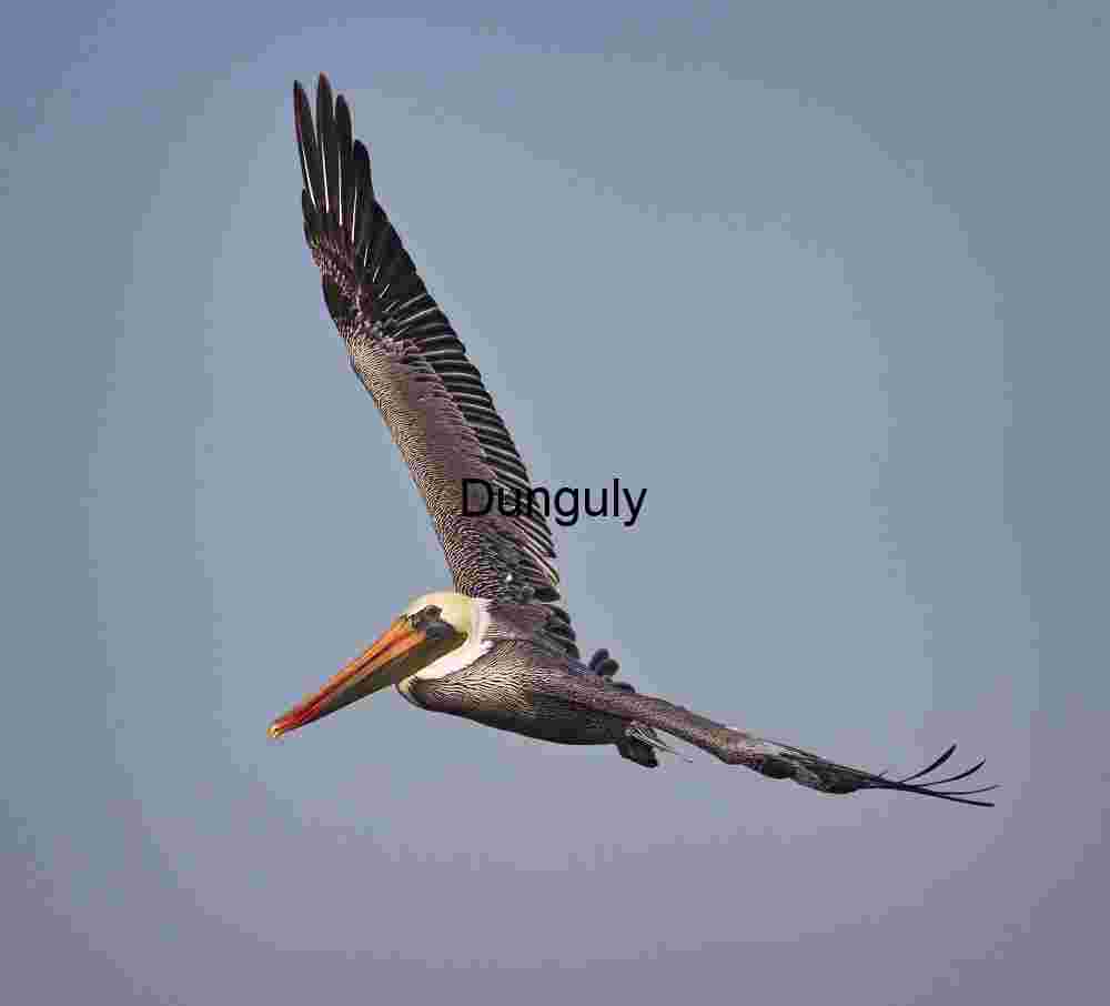 Pelican in Flight: Wingspan Against the Sky