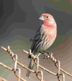 Rust and Radiance: House Finch in Quiet Focus