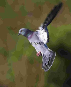 Pigeon in Flight: Iridescent Grace Over Green