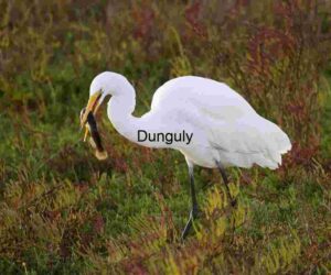 Egret's Triumph: Catching Prey Amid Autumn Marsh