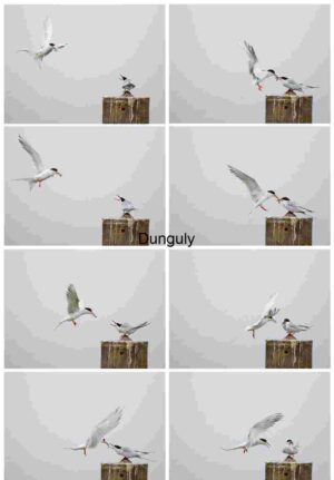 Graceful Exchange: Terns in Mid-Air Feeding Ritual